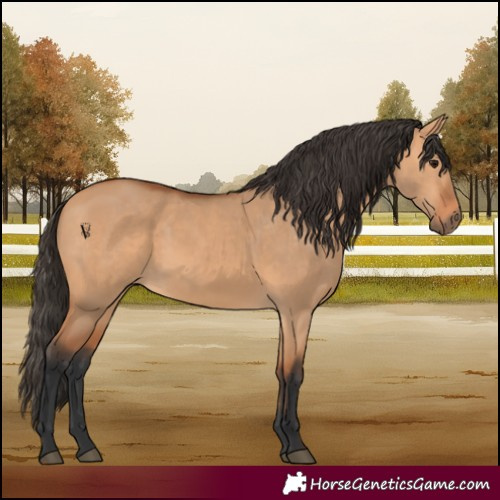 Horse Color:Bay Dun