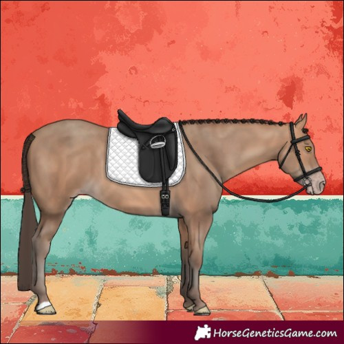Horse Color:Amber Champagne 