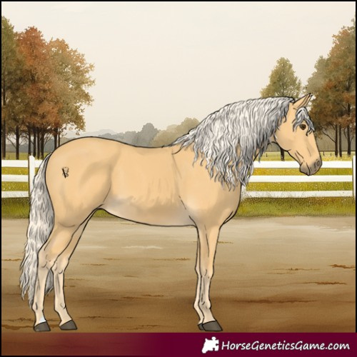 Horse Color:Palomino
