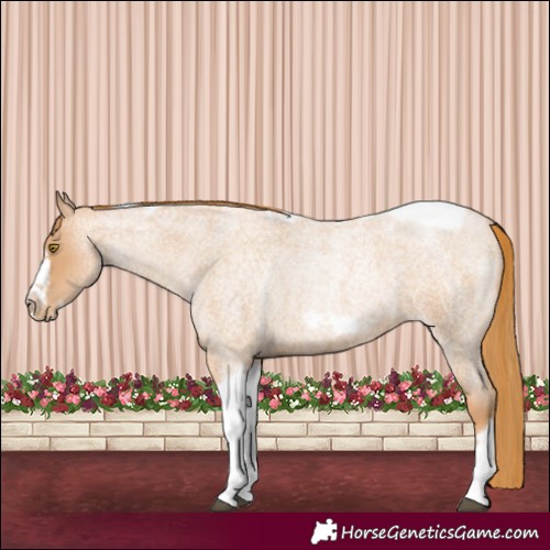 Horse Color:Red Roan Pearl Tobiano Frame