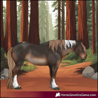 Horse Color:Liver Chestnut Tobiano Rabicano 