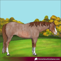 Horse Color:Red Roan Splash 