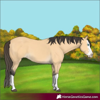 Horse Color:Buckskin Splash