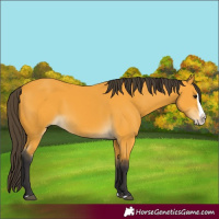 Horse Color:Buckskin Splash