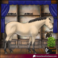 Horse Color:Buckskin 