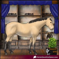 Horse Color:Buckskin 