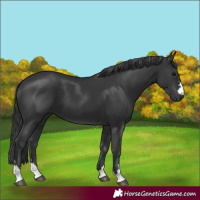 Horse Color:Black 