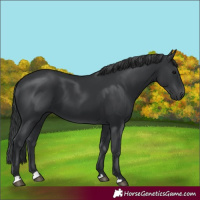 Horse Color:Black 