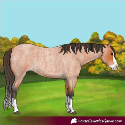 Horse Color:Bay Roan Splash 