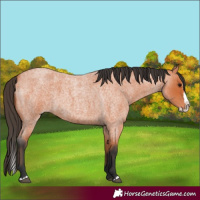 Horse Color:Bay Roan Splash 