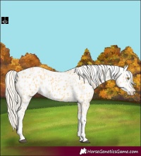 Horse Color:Palomino Leopard and Palomino Leopard