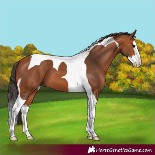 Horse Color:Bay Splash Tobiano
