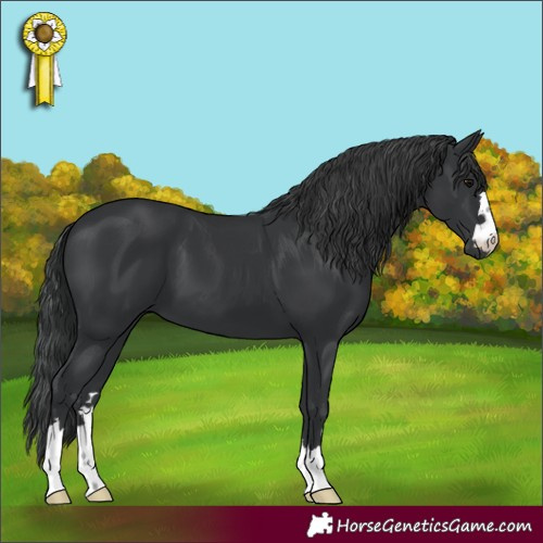 Horse Color:Black 