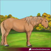 Horse Color:Chestnut Rabicano 