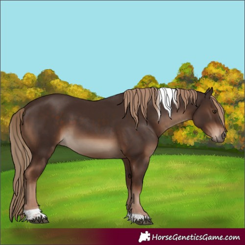 Horse Color:Liver Chestnut Tobiano Rabicano
