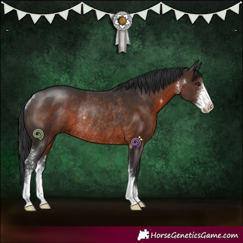 Horse Color:Brown Sabino Rabicano 