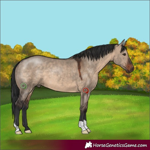 Horse Color:Brown Dun