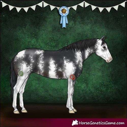 Horse Color:Brown Sabino