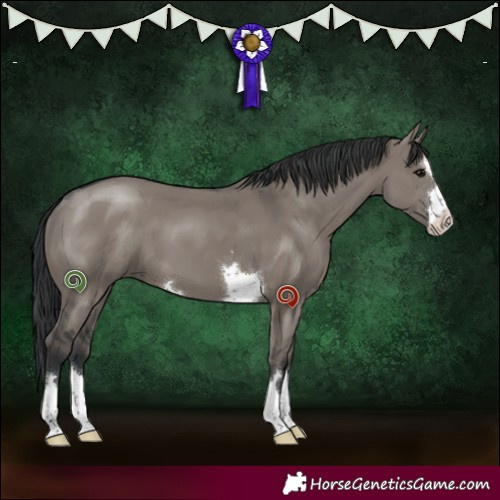 Horse Color:Grullo 