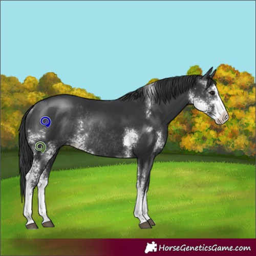 Horse Color:Black Sabino Rabicano