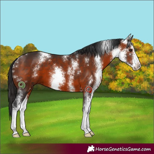 Horse Color:Bay Sabino 