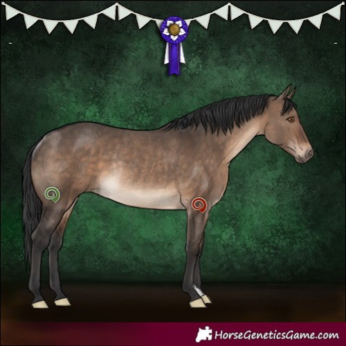 Horse Color:Brown Dun Rabicano