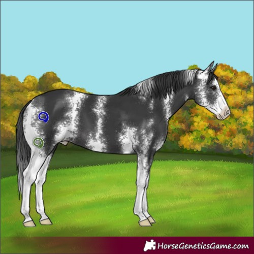 Horse Color:Black Sabino 