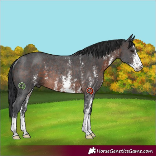 Horse Color:Brown Sabino Rabicano 