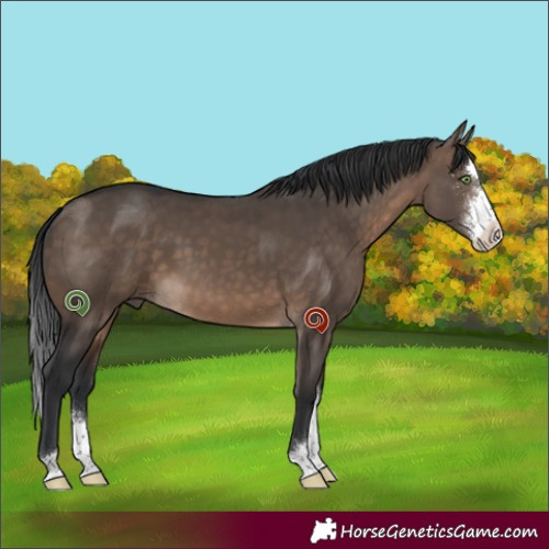 Horse Color:Brown Dun Sabino 