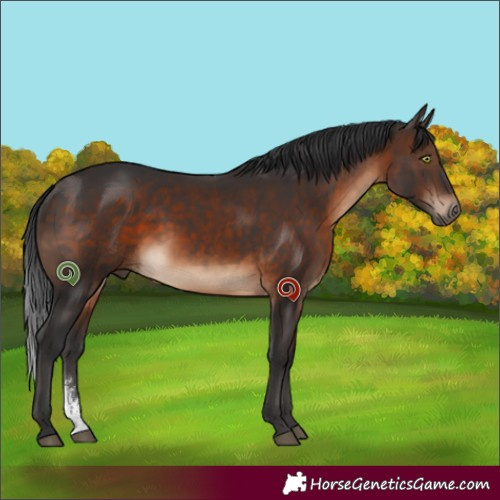 Horse Color:Brown Sabino