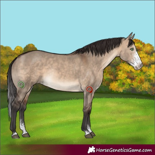 Horse Color:Brown Dun Sabino Rabicano