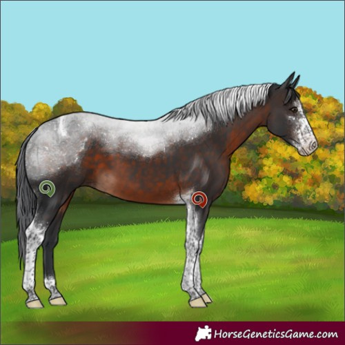 Horse Color:Brown Sabino Tobiano 