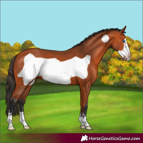 Horse Color:Bay Frame