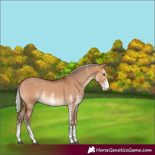 Horse Color:White Spotted Silver Bay Dun 