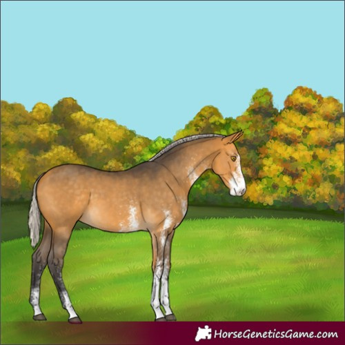 Horse Color:White Spotted Silver Buckskin 