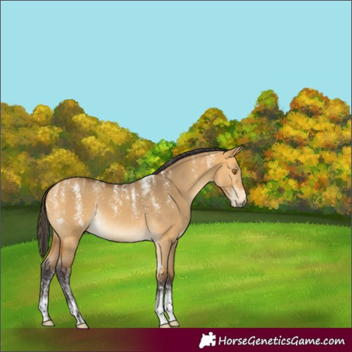 Horse Color:Powder White Buckskin Dun 