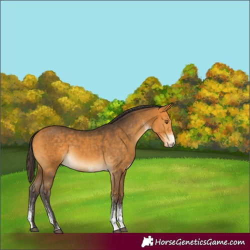 Horse Color:White Spotted Buckskin 