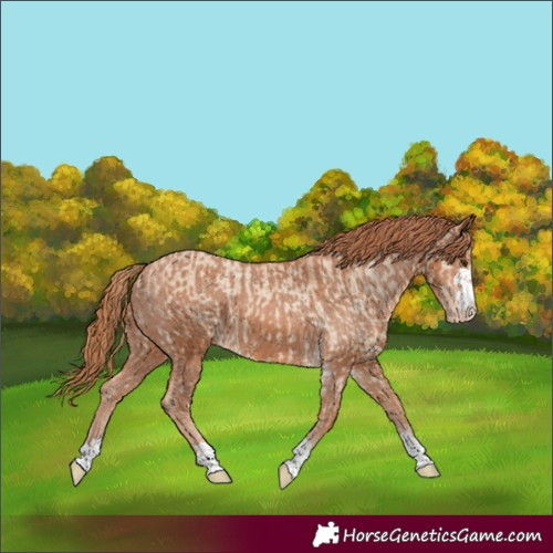 Horse Color:Red Dun Varnish  and Chestnut Varnish 