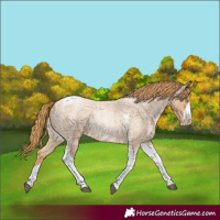 Horse Color:Red Roan Pearl Tobiano Frame 