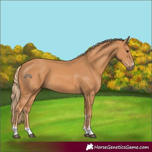 Horse Color:Chestnut 