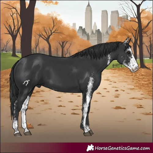 Horse Color:Black Sabino 