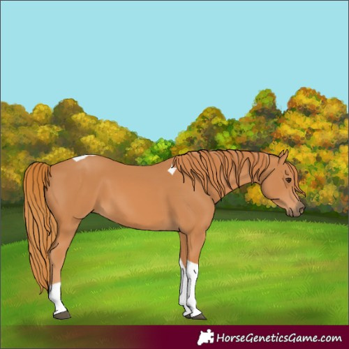Horse Color:Chestnut Tobiano 