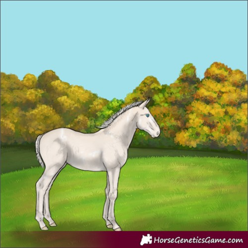 Horse Color:White Spotted Cremello 