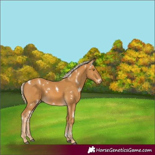Horse Color:White Spotted Palomino Rabicano 