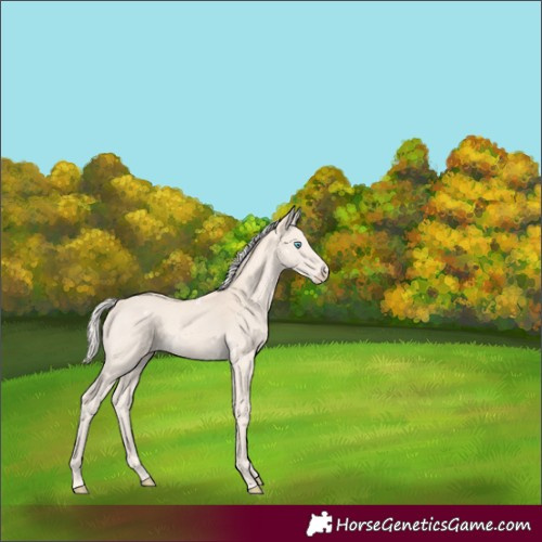 Horse Color:White Spotted Cremello Rabicano 