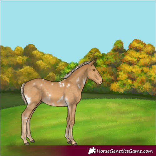 Horse Color:White Spotted Palomino 