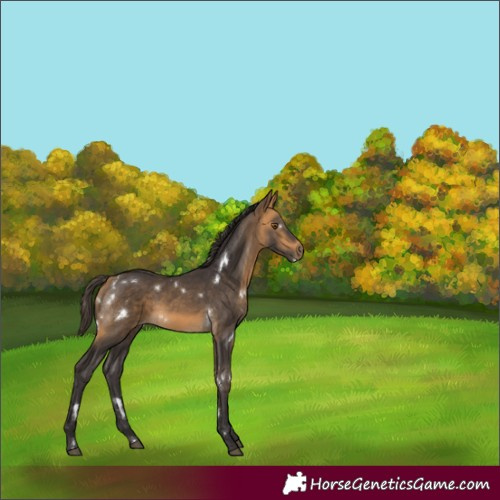 Horse Color:White Spotted Buckskin 