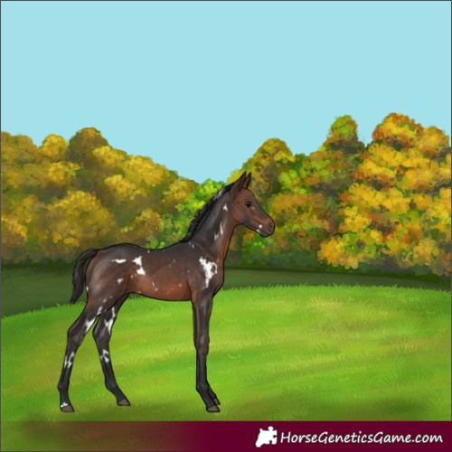 Horse Color:White Spotted Brown Rabicano 