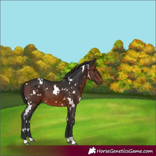 Horse Color:White Spotted Brown Rabicano 