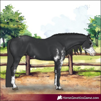 Horse Color:Black Sabino Appaloosa